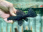 * Pleco *  Pseudacanthicus sp. L97 (L97 Alenquer) 15-17cm