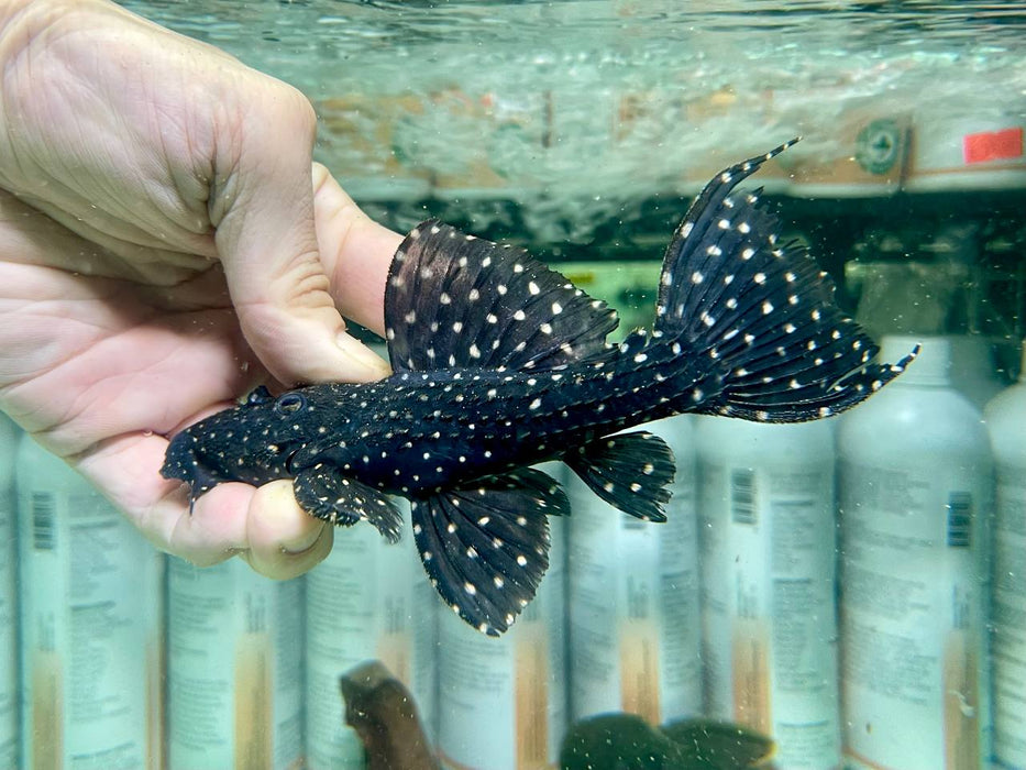 * Pleco *  Pseudacanthicus sp. L97 (L97 Alenquer) 15-17cm