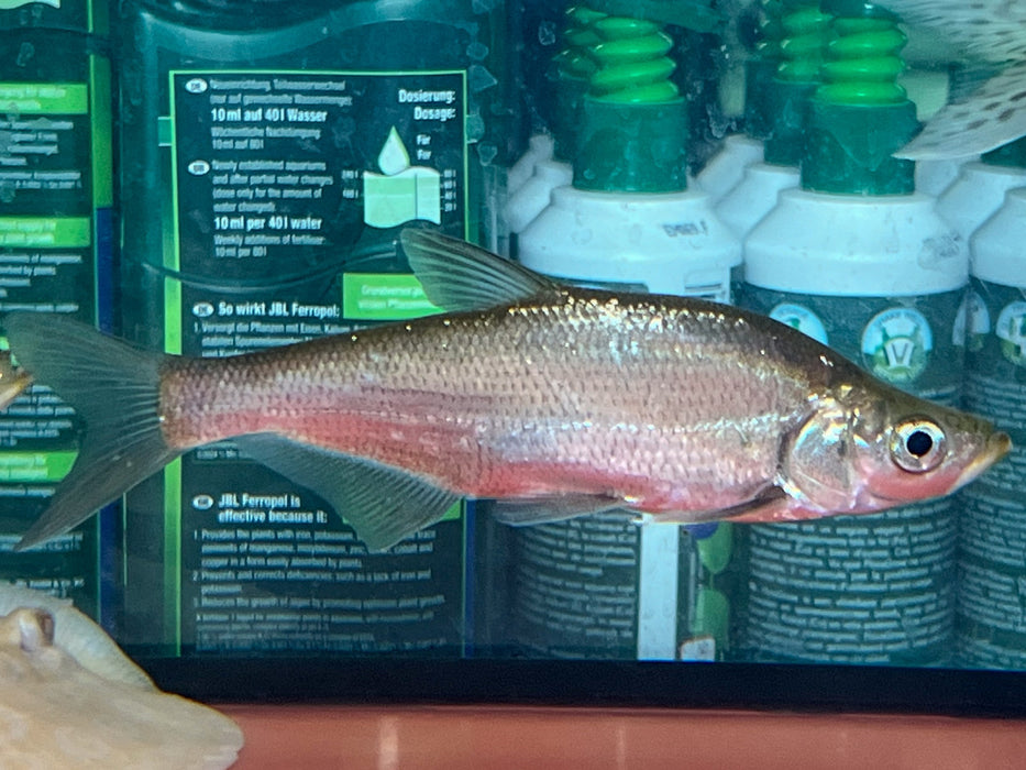 * Other Species * Chanodichthys erythropterus (Predatory carp) 15-18cm