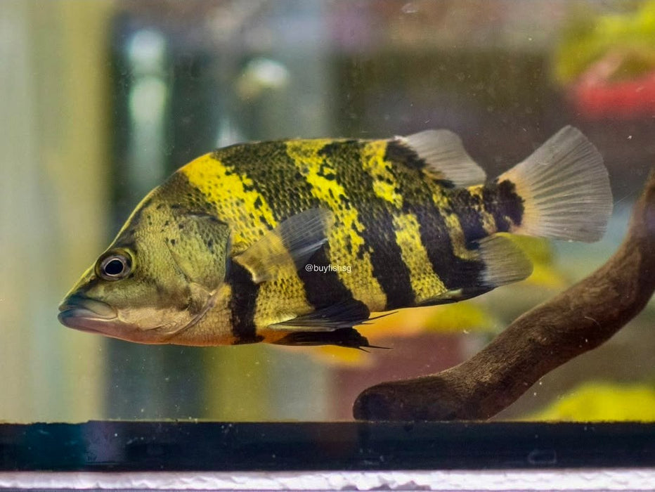 * Other Species * Datnioides campbelli (NGT New Guinea Tiger) 16-18cm