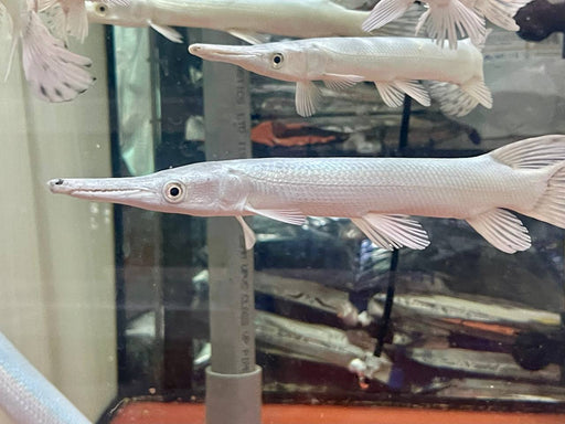 * Other Species * Atractosteus spatula “SNOW” (SNOW Alligator Gar) 20-25cm