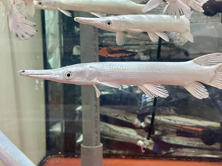 * Other Species * Atractosteus spatula “SNOW” (SNOW Alligator Gar) 20-25cm