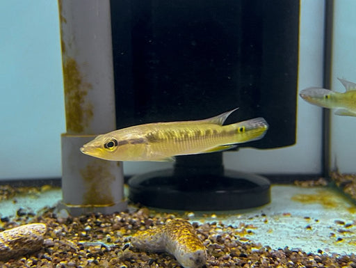 * Cichlid * Saxatilia sveni (Crenicichla sveni) 6-8cm