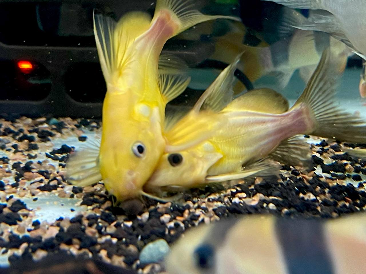 * Catfish *  Synodontis nigrita Yellow 8-10cm