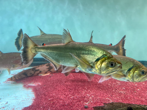 * Other Species * Hydrolycus armatus 30-35cm