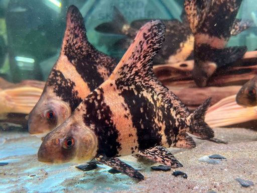 * Other Species * Myxocyprinus asiaticus (High fin loach) 20-25cm