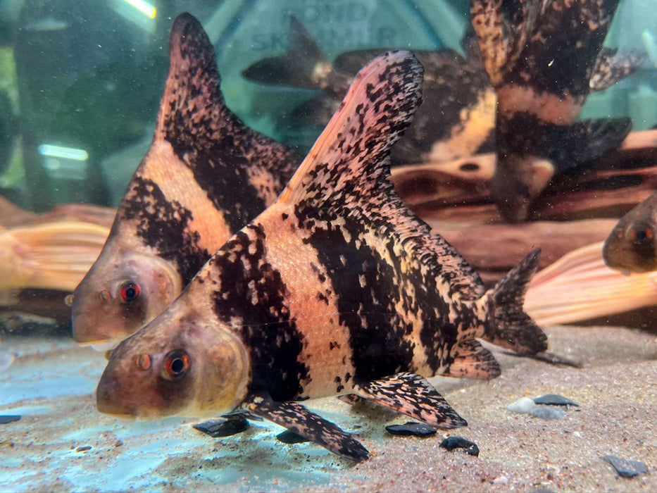 * Other Species * Myxocyprinus asiaticus (High fin loach) 20-25cm