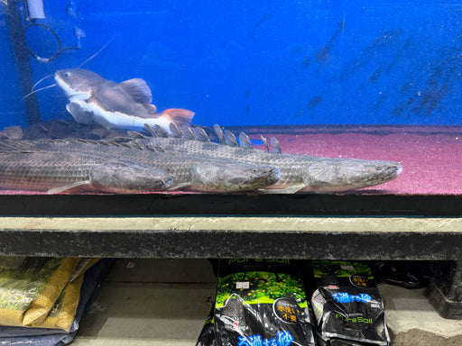 * Polypterus * Polypterus Ansorgii “Guinea” 70-71cm