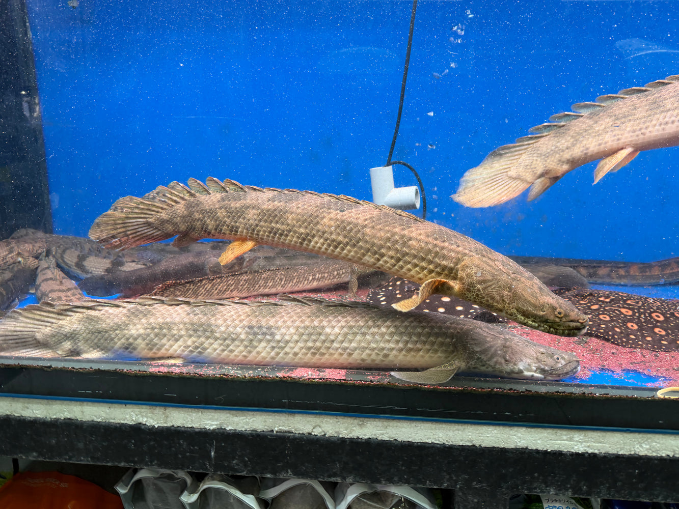 * Polypterus * Polypterus Ansorgii “Guinea” 65-67cm