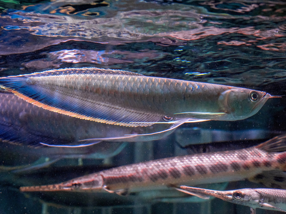 * Arowana * Osteoglossum ferreirai (Black Arowana) (25-30 cm)