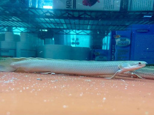 * Polypterus * Polypterus senegalus meridionalis "Turkana" 25-30cm