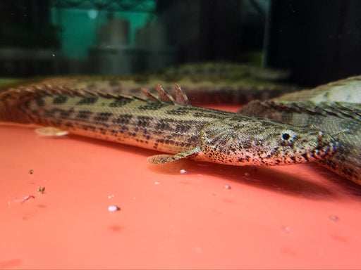 * Polypterus * Polypterus ansorgii WILD 25-30cm
