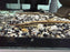 * Pleco * Farlowella Vittata (Longnose Farlowella)