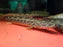 * Polypterus * Polypterus ansorgii WILD 25-30cm