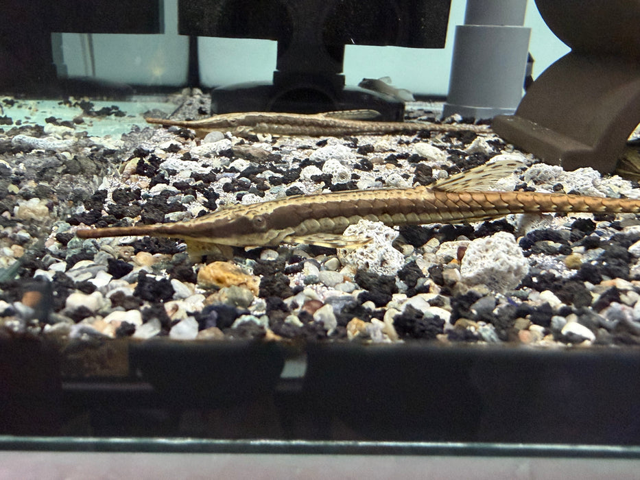 * Pleco * Farlowella Vittata (Longnose Farlowella)