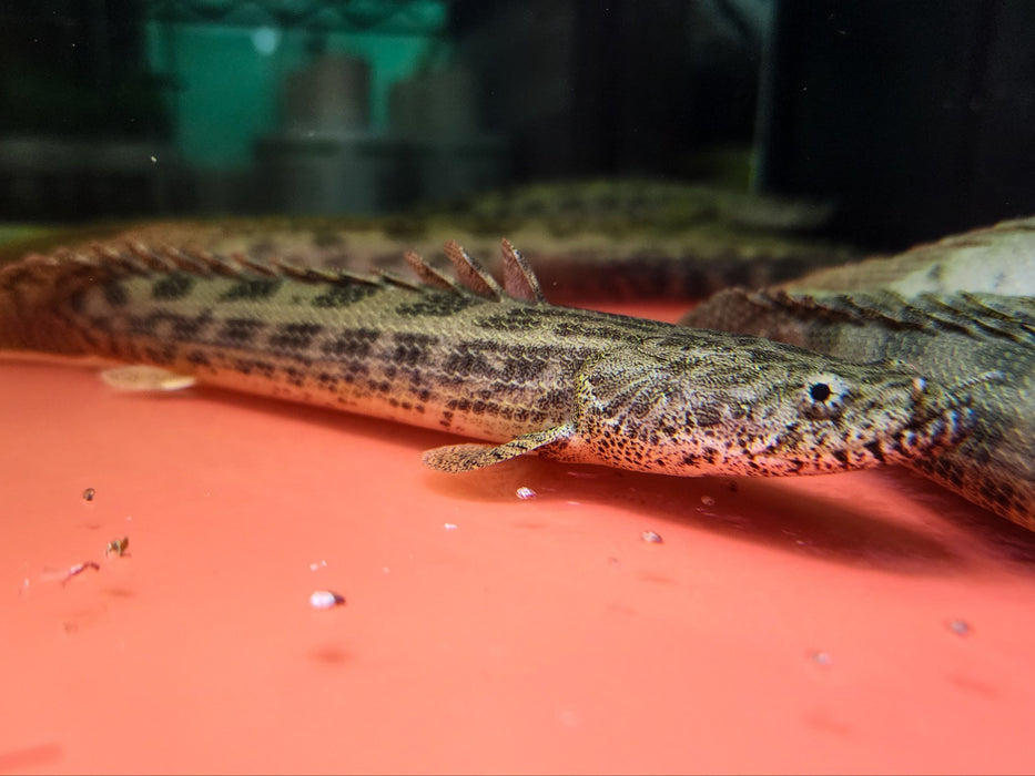 * Polypterus * Polypterus ansorgii WILD 25-30cm