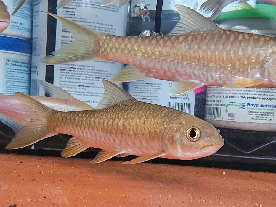 * Other Species * Neolissocheilus soroides (Green Mahseer) 16-18cm