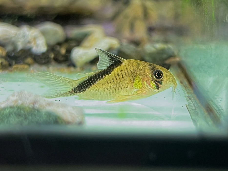 * Corydoras * Hoplisoma melini (Melini Cory) 3-4cm