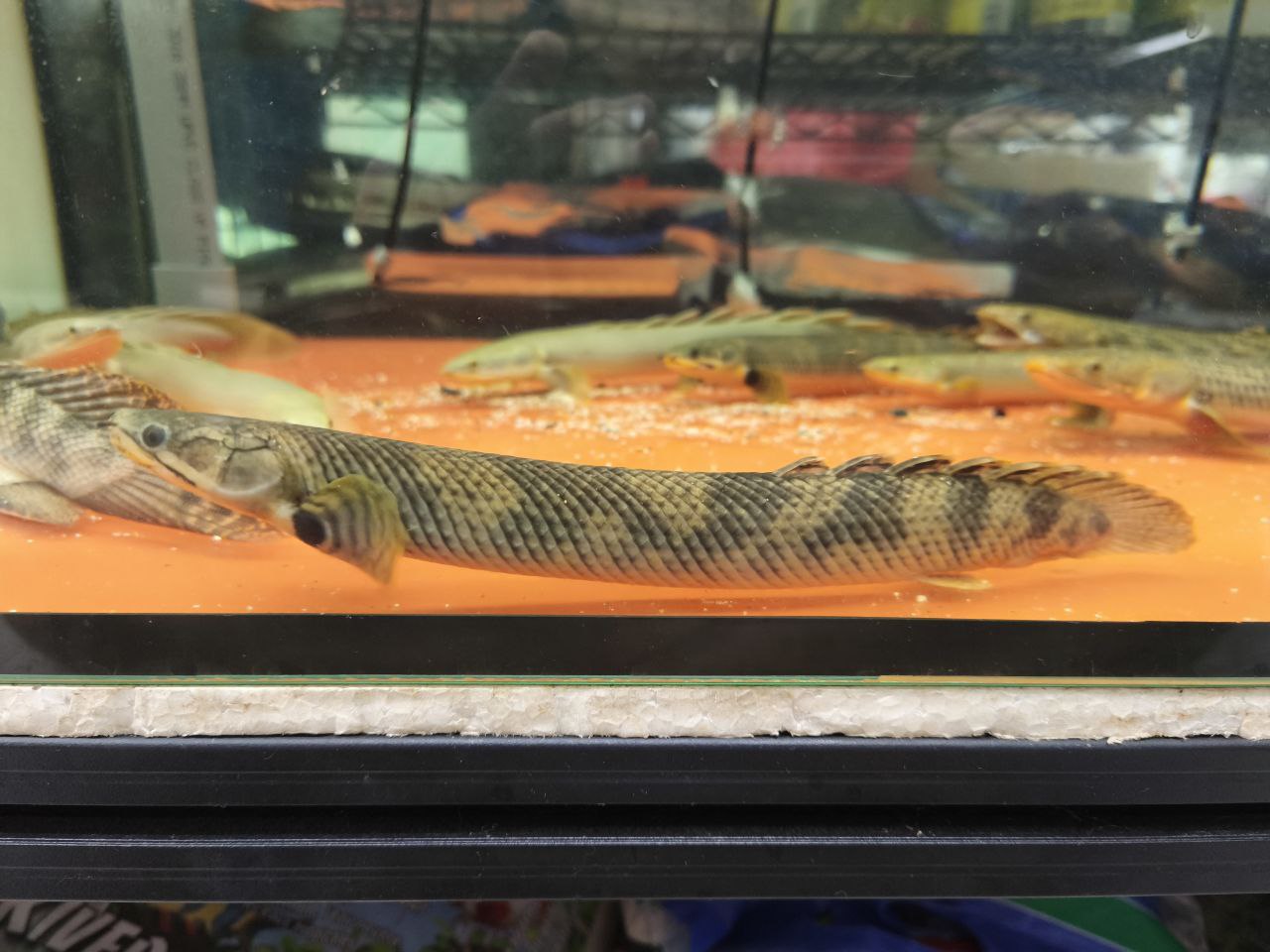 * Polypterus * Polypterus mokelembembe WILD 20-25cm