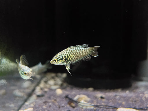 * Other Species * Macropodus opercularis “Snakeskin” (Snakeskin Paradisefish)