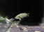 * Other Species * Macropodus opercularis “Snakeskin” (Snakeskin Paradisefish)