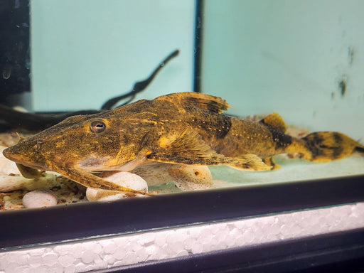 * Catfish *  Bagarius Lica 20-25cm