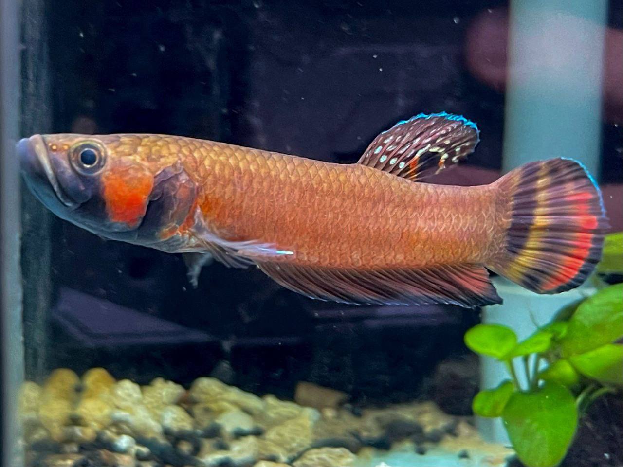* Betta * Betta Macrostoma pair