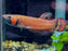 * Betta * Betta Macrostoma pair