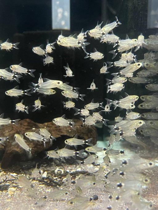 * Corydoras *  Gastrodermus hastatus