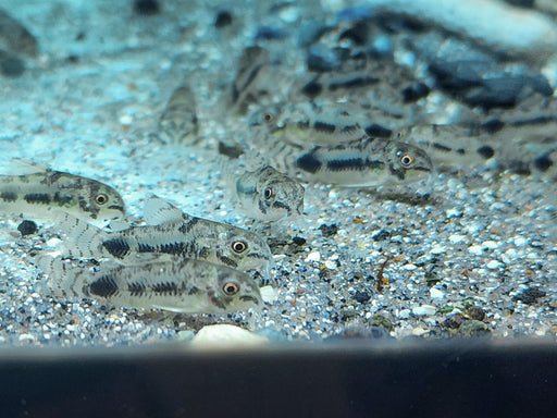* Corydoras *  Gastrodermus habrosus (Salt & pepper cory)