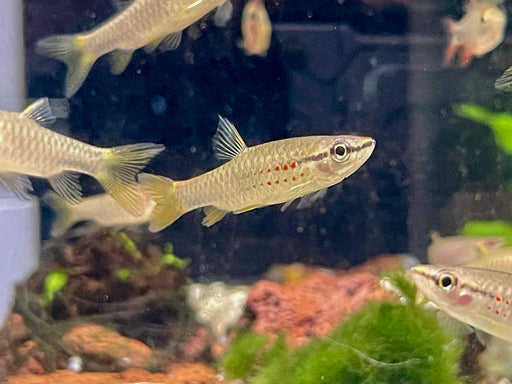 * Tetra  * Pyrrhulina obermulleri