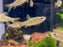 * Tetra  * Pyrrhulina obermulleri