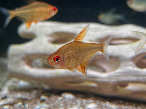 * Tetra  * Hyphessobrycon cf pulchripinnis (Bolivian Orange Tetra)