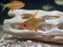 * Tetra  * Hyphessobrycon cf pulchripinnis (Bolivian Orange Tetra)