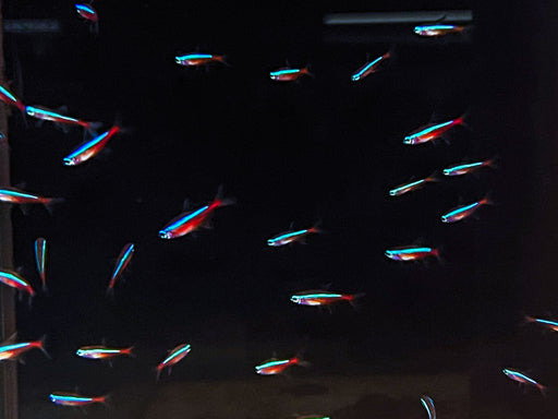 * Tetra  * Paracheirodon axelrodi WILD Brazil (Cardinal Tetra)