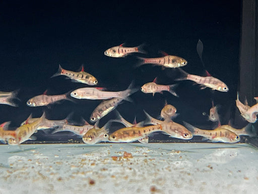 * Tetra/Barb  * Enteromius jae (Barbus Jae)