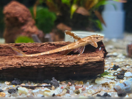 * Pleco *  Rineloricaria sp. L10a (Red Lizard) 4-6cm
