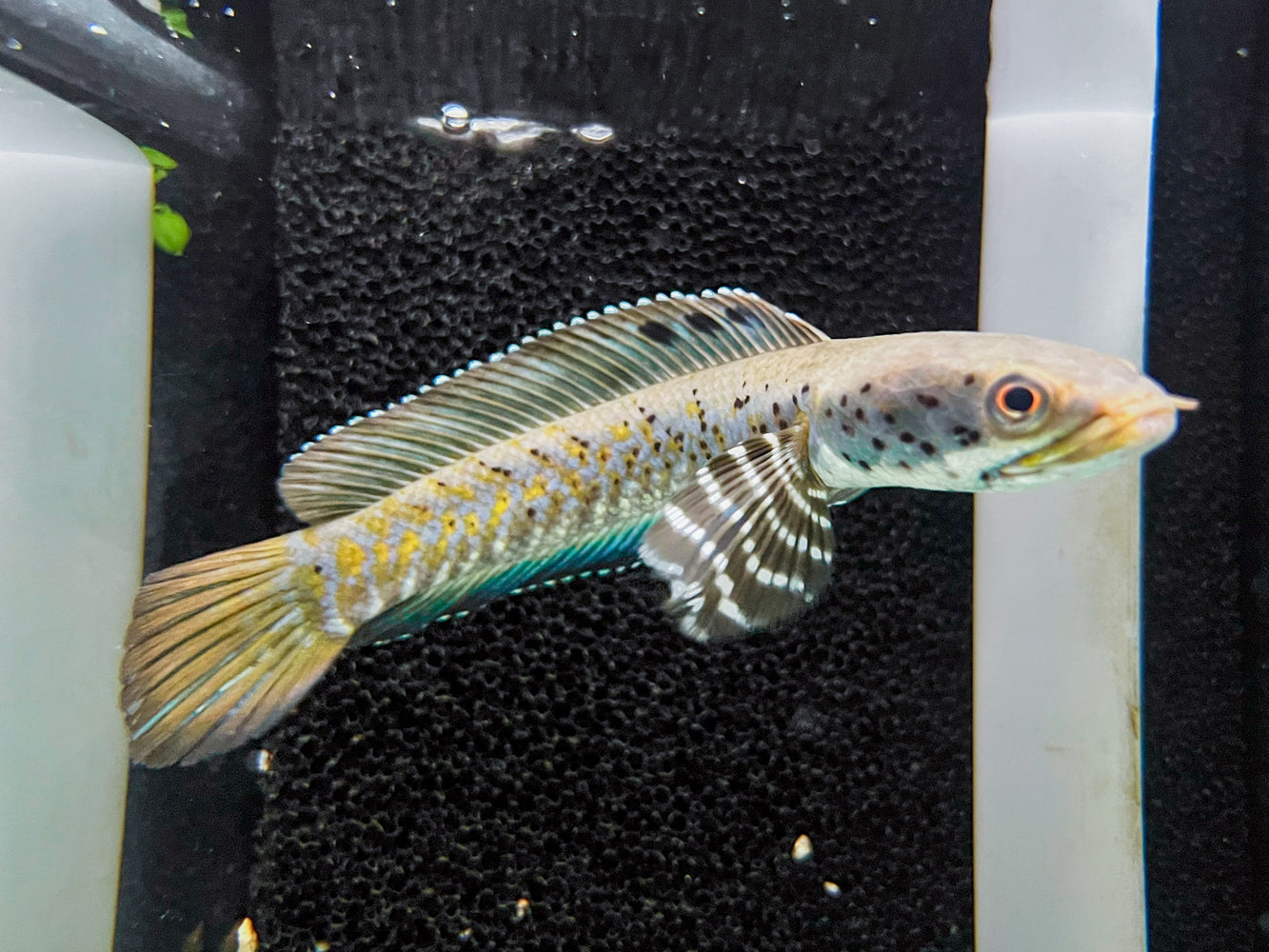 * Channa * Channa Ornatipinnis Yellow Lip 12-15cm