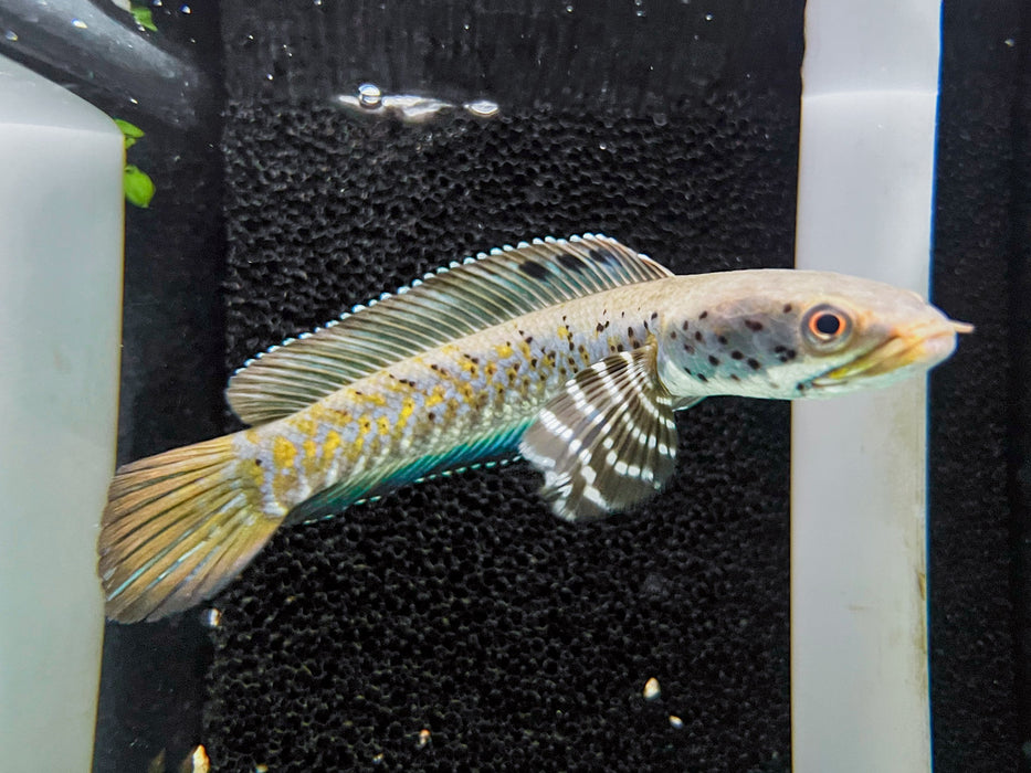 * Channa * Channa Ornatipinnis Yellow Lip 12-15cm