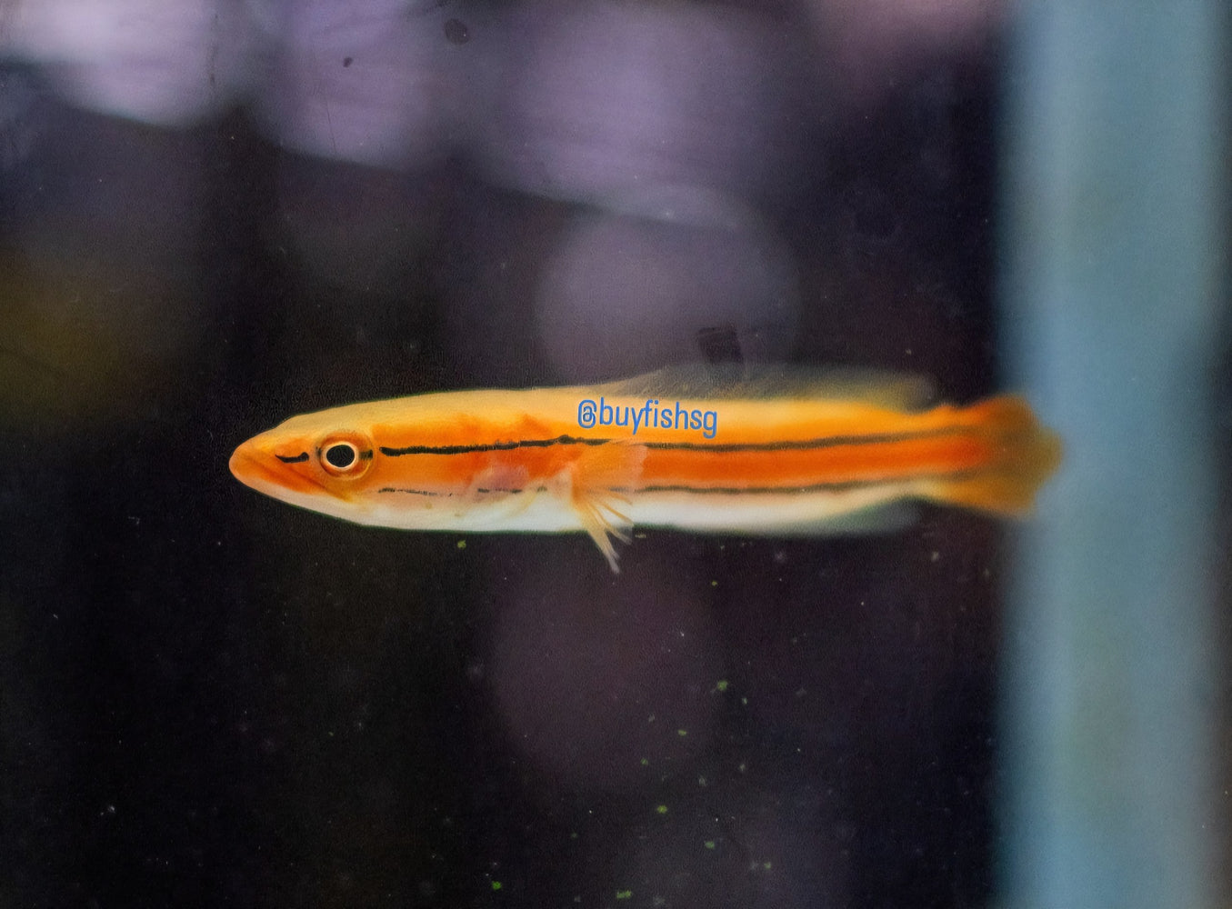 * Channa * Channa diplogramma 8-10cm