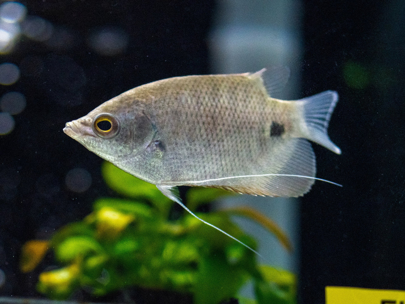 * Other Species * Osphronemus exodon (Elephant-ear Gourami) 6-8cm *RARE*