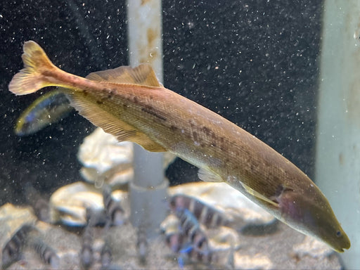 * Other Species * Mormyrops engystoma 12cm