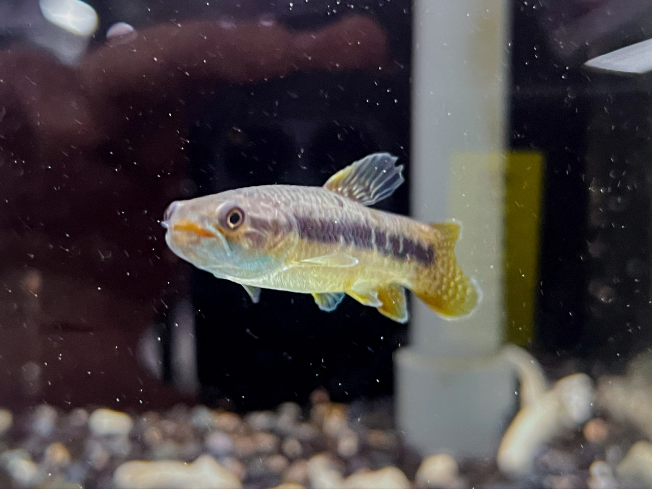 * Other Species * Erythrinus sp Peru (Purple wolf) 6-8cm