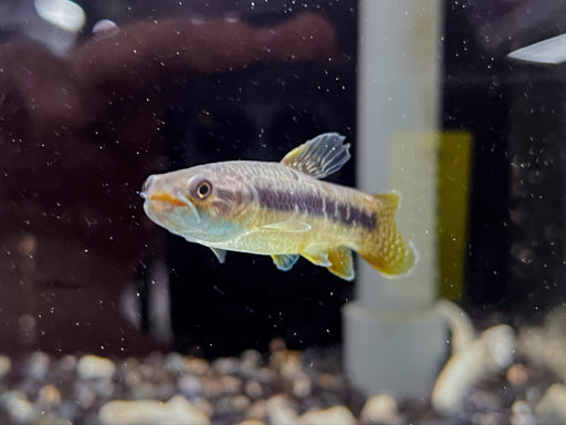 * Other Species * Erythrinus sp Peru (Purple wolf) 6-8cm