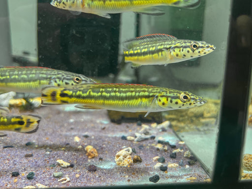 * Cichlid * Lugubria sp. Cobra (Crenicichla cobra) 10cm *RARE*