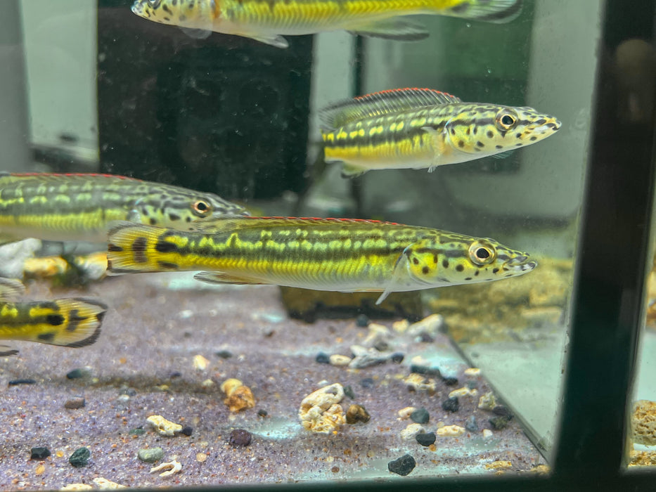 * Cichlid * Lugubria sp. Cobra (Crenicichla cobra) 10cm *RARE*