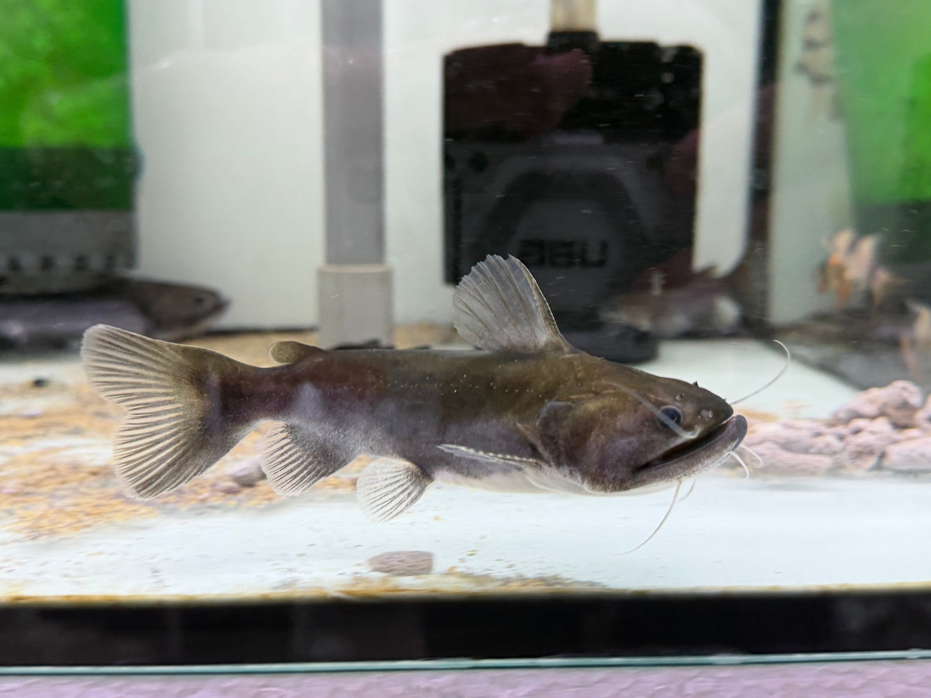 * Catfish *  Asterophysus batrachus (Gulper catfish) 14-16cm