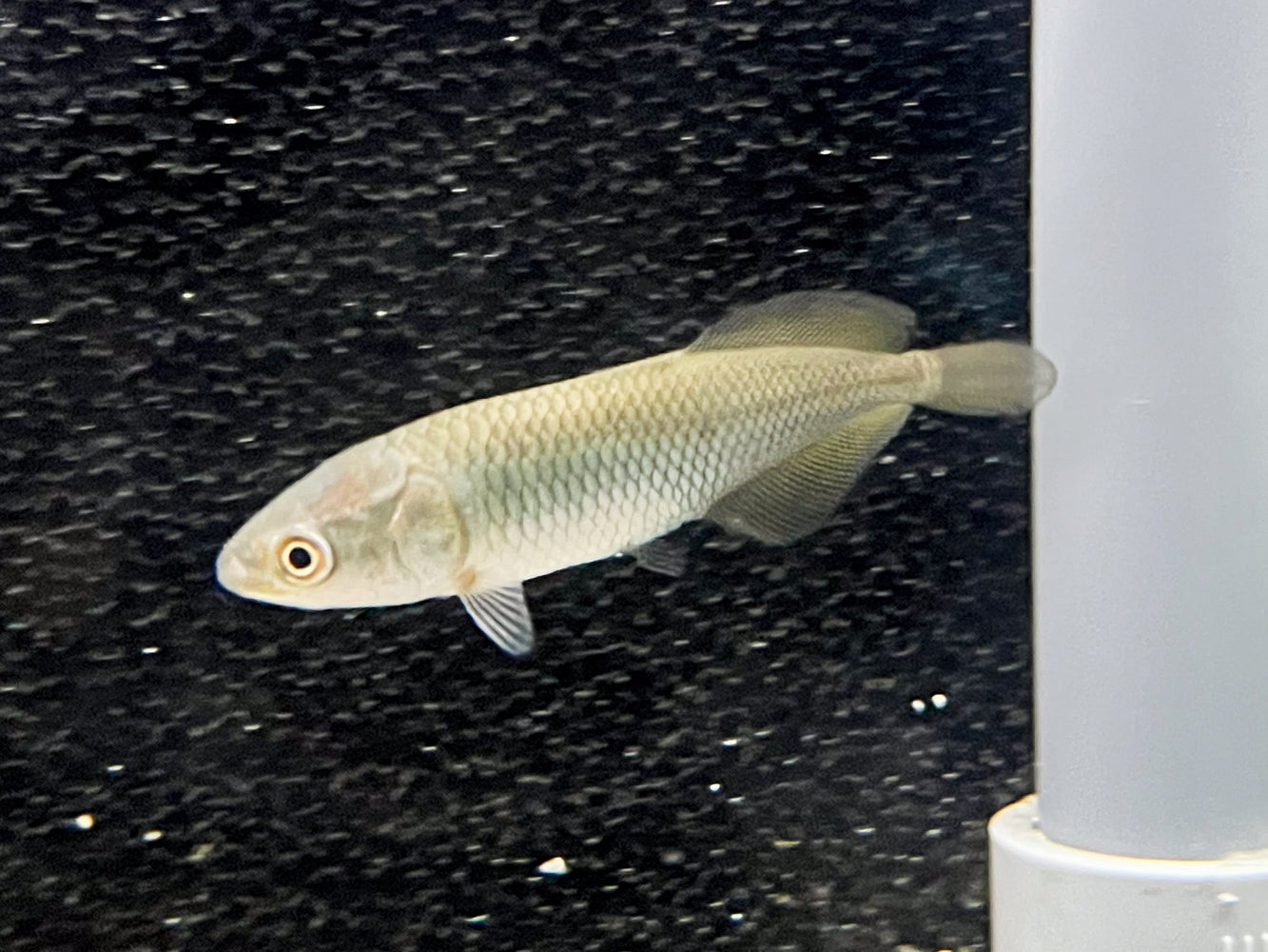 * Arowana * Heterotis niloticus (AFRO) (African arowana) 6cm