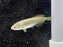 * Arowana * Heterotis niloticus (AFRO) (African arowana) 6cm