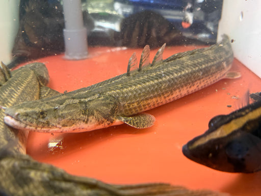 * Polypterus * Polypterus Lapradei “Koloton” 50cm+